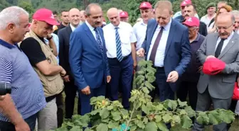 Örnek Bahçelerde İlk Fındık Hasadı Yapıldı