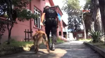 Zonguldak'ta Afad Köpekleri Her An Göreve Hazır