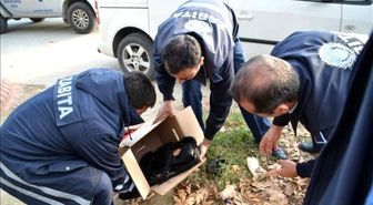 Yaralı Köpeğe Zabıtadan Ambulans Hizmeti