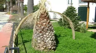 Aydın'da Palmiyeler Kuruyor