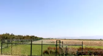 Büyükşehir'den 50 Dönümlük Sera Hamlesi