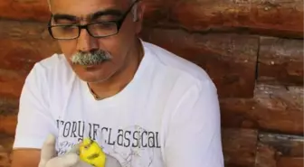 Muhabbet Kuşu 'Boncuk' Tedavi Edildi