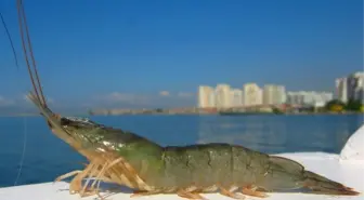 Meşhur İzmir Karidesi Böyle Keşfedilmiş