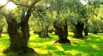 Zeytin Ağaçlarının Gençleştirilmesi