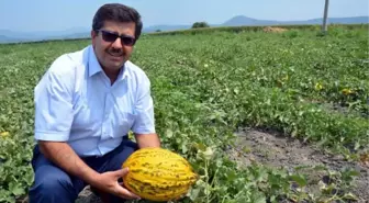 Kırkağaç Kavununda Hasat Başladı