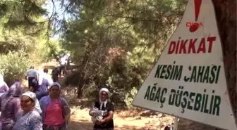 Bodrum'da Katı Atık Depolama Tesisi İçin Ağaç Kesimi Başladı, Köylü İsyanda