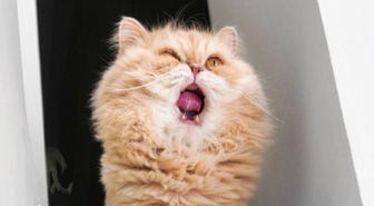 Bilgisayarınızın Canını Yakacak 'Kedi'