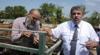 Kırmızı Et Üreticileri Birliği: Kurbanlık Fiyatları Yüzde 30 Zamlandı