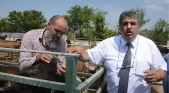 Kırmızı Et Üreticileri Birliği: Kurbanlık Fiyatları Yüzde 30 Zamlandı