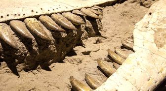 Rusya'da Yeni Bir Dinozor Türü Bulundu