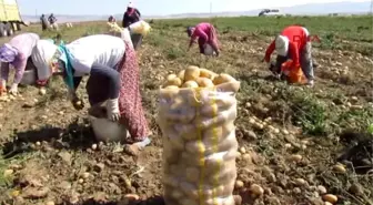 Sandıklı'da Patates Hasadı Bu Yıl da Sıkıntılı