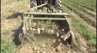 Sandıklı'da Patates Hasadı- Sandıklı Ziraat Odası Başkanı Süleyman Yıldız'ın Konuşması- Patates...