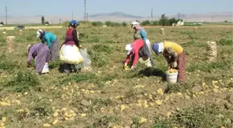 Sandıklı'da Patates Hasadı Sıkıntılı Başladı