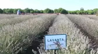 Silivri'de Lavanta Hasadı