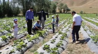 Başkale'de 'Örnek Çilek Bahçesi' Projesi Hasat Vermeye Başladı