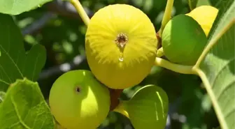 Aydın'da 'İyi Tarım' Uygulamaları Ele Alındı