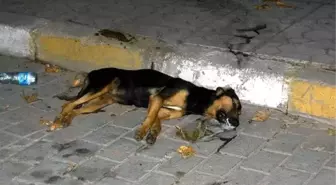 Bayramiç'te Köpeklerin Zehirlendiği İddiası