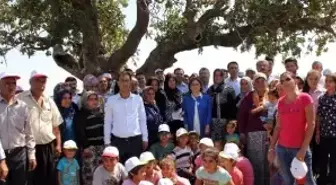 Antep Fıstığının İlk Mahsulü En Yaşlı Ağaçlardan Toplandı