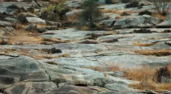 Fotoğraftaki Leoparı Bulabildiniz Mi?