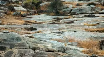 Leoparın Kendisini Çok İyi Gizlediği Fotoğraf Sosyal Medyada Popüler Oldu