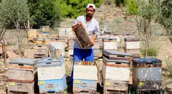 Lisinia'da Lavanta Balı Üretimine Başlandı