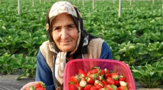 Mersin Çileğinde Üretim ve Verim Artırılacak