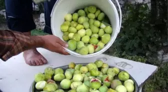 Aydın'da Sezonun İlk İnciri 40 Liradan Satıldı