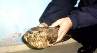 Yaralı Doğanı Muhtar Sahiplendi