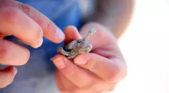 Yuvadan Çıkan Tek Caretta Caretta Denizle Buluştu