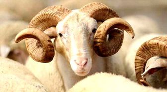 2016 Kurban fiyatları, Büyükbaş ve küçükbaş kurban fiyatları