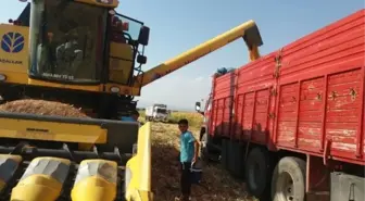 Şanlıurfa'da Mısır Hasadı Devam Ediyor