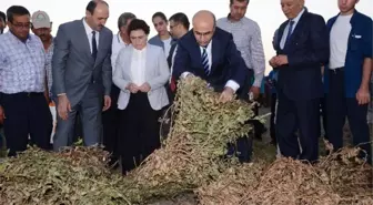 Adana'da Yer Fıstığı Hasat Şenliği