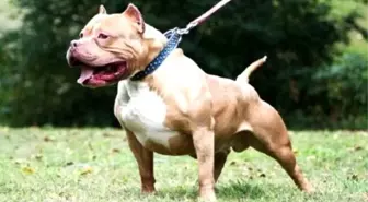 Balıkesir'de 'Pitbull' Saldırısı