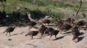 Hindi Yetiştiriciliği Projesi Devam Ediyor