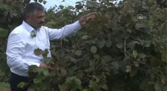 Dünya Pazarında Yeri Olan Fındığın Kalitesini Korumak Lazım'