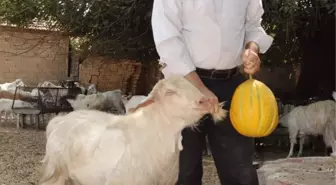 Kurbanlık Teke Alana Kavun Hediye