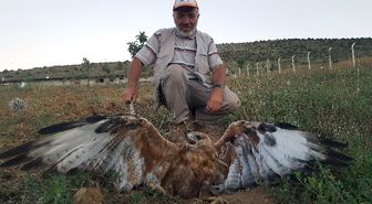 Kelkit'te Yaralı Kartal Bulundu