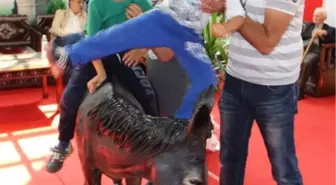 Merzifon Eşeği'ni Arıyorlar