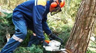 Orman İşçisi Kestiği Ağacın Altında Öldü