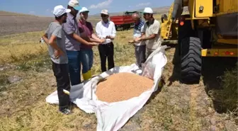 Yozgat'ta Mikrobiyal Gübre ile Ekimi Yapılan Nohuttan Daha Fazla Verim Elde Edildi