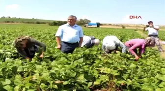 Burdur-Okul Harçlığı İçin Fasulye Topluyorlar