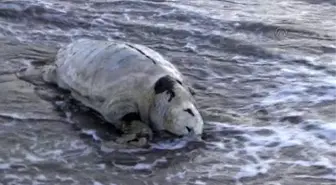 Kemer Sahilinde Ölü Caretta Caretta Bulundu