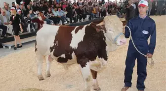 Güzeller Görücüye Çıkıyor