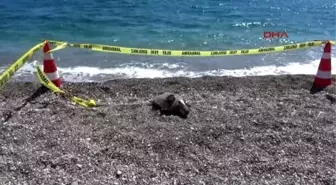 Kemer'de Ölü Caretta Caretta Sahile Vurdu