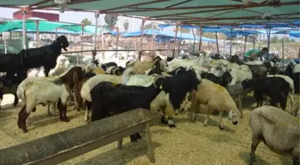 Akdeniz'de Kurban Satış ve Kesim Yerleri Hazırlandı