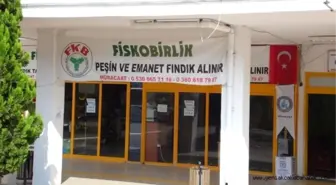 Fiskobirlik Akçakoca'da Fındık Alımına Başladı