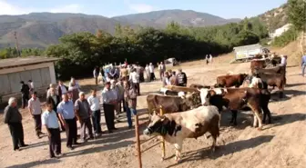 Hanönü'de Kurban Pazarı Açıldı