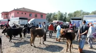 Hayvan Pazarlarında Hareketlilik Başladı