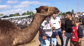 Kurbanlık Develere İlgi Arttı