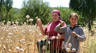 Manisa'da Haşhaş Kapsül Alımları Başladı